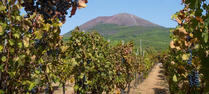 Vesuvius & Vineyard select from Sorrento - From Sorrento to Vesuvius: how the day gets moving