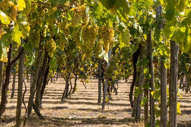 Vesuvius & Vineyard select from Sorrento - Group tour reality: how big-day logistics shape the experience