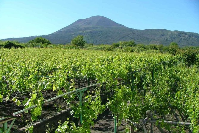Vesuvius & Vineyard select from Sorrento - Price and value in plain terms