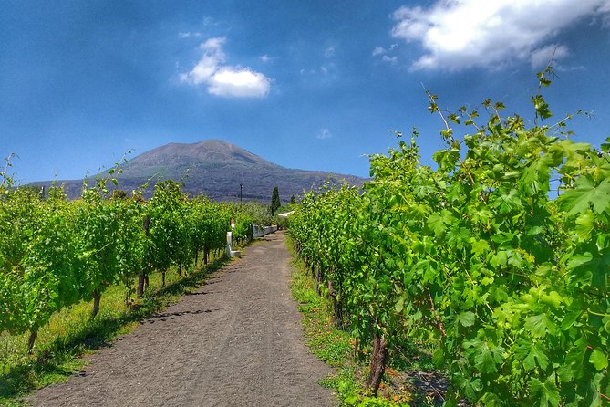 Vesuvius & Vineyard select from Sorrento - Should you book this Vesuvius and Vineyard day trip?