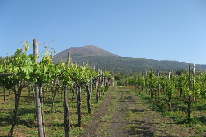 Vesuvius & Vineyard select from Sorrento - Lunch and Lacryma Christi Wine tasting: what you actually get