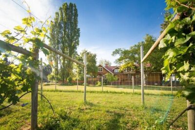 Victoria Boutique Winery Tour - Stop 1: Symphony Vineyard for vineyard time and patio lunch options