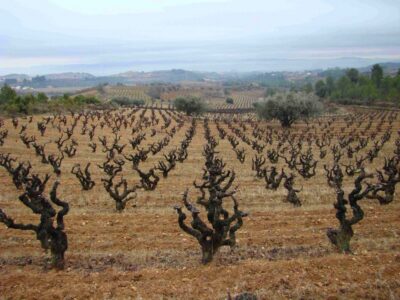 Vilafranca del Penedès: Winery Visit with Tastings - The 3-Hour Flow: Vineyard Walk to Cellar to Tastings