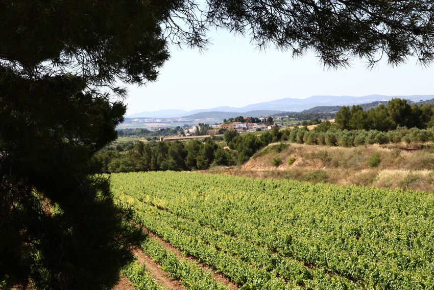 Vilafranca del Penedès: Winery Visit with Tastings - The Wine Tasting Course: How 4 Wines Turn Into Real Learning