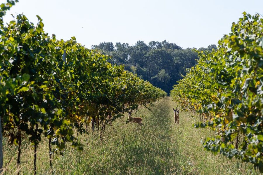 Villa Bogdano 1880: Guided Winery Tour and Tasting - Price and Value: Why $35 Feels Fair Here