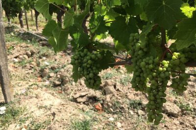 Vineyard cycle tours in and around Chinon, in the Loire Valley - Meeting point and timing: what your day really looks like