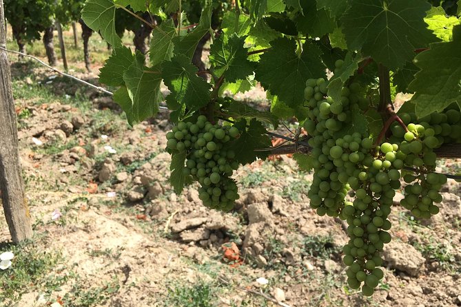 Vineyard cycle tours in and around Chinon, in the Loire Valley - Meeting point and timing: what your day really looks like