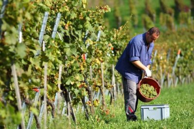 Vineyard Sips: Family Winery Tour & Gourmet Tasting in Corfu - Getting oriented at the start (and why the meeting point matters)