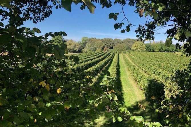 Vineyard tour and tasting of 6 Garda Wines with Giovanna Tantini - Practical tips for your day