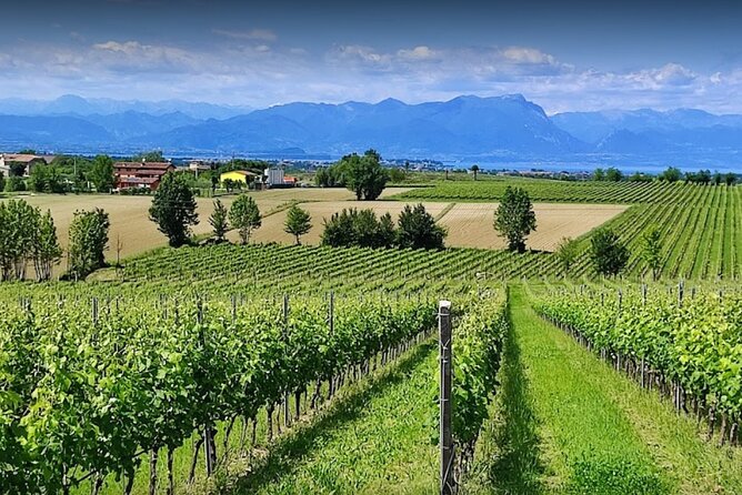 Vineyard Tour and Tasting of Lugana Wines - Key Things I Think You’ll Enjoy Most