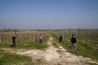 Vineyard Tour and Tasting of Lugana Wines - Stop 1 at Cantina Ceresa: Vineyard Walk and Grape Details