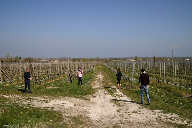 Vineyard Tour and Tasting of Lugana Wines - Stop 1 at Cantina Ceresa: Vineyard Walk and Grape Details