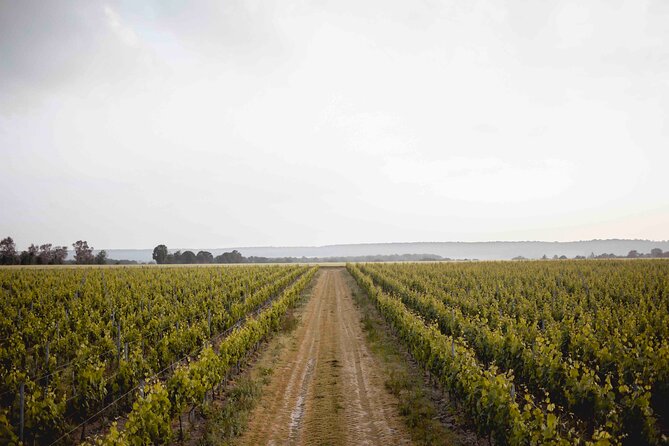 Vineyard tour and wine tasting in Davron - Key points to know before you go