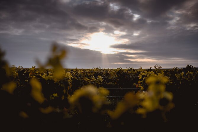 Vineyard tour and wine tasting in Davron - The 1 hour 30 minute flow: what you’ll do in the vineyards