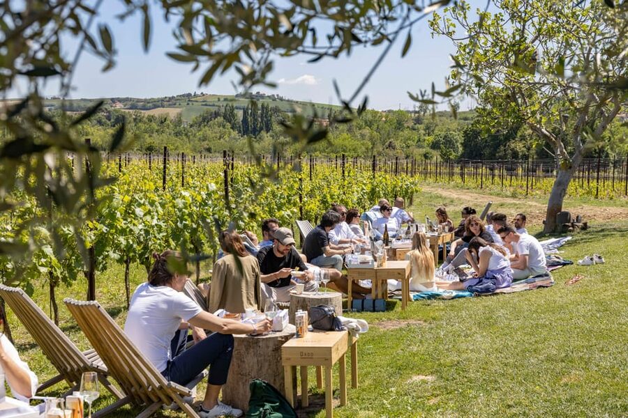 Vineyard Tour and Winery Visit with Tasting of Wines of Romagna - Key things to know before you go