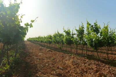 Vineyard Tour in Al Mafraq Governorate - The Basalt Desert Vineyards of Al Mafraq: What Makes This Setting Special