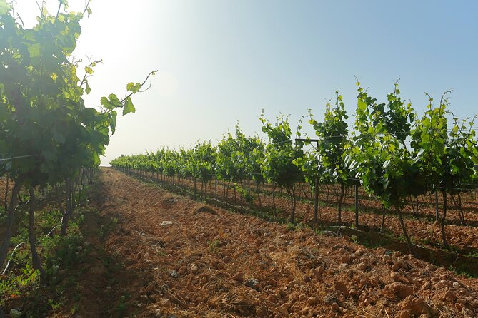 Vineyard Tour in Al Mafraq Governorate - The Basalt Desert Vineyards of Al Mafraq: What Makes This Setting Special