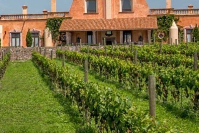 Vineyard, tour, tasting and fun in San Miguel de Allende - From Fábrica la Aurora to a Guanajuato vineyard