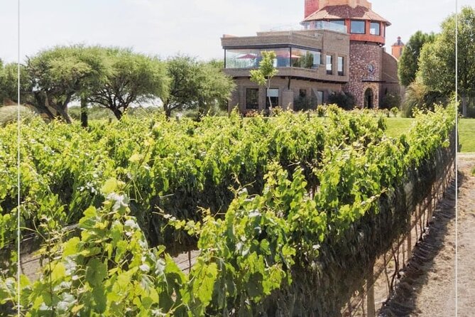 Vineyard, tour, tasting and fun in San Miguel de Allende - Price and value: what $100.96 is buying you
