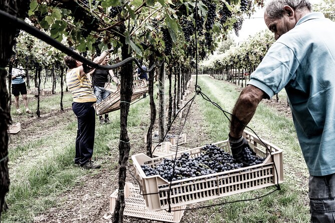 Vineyard Tour with Light Lunch in Valpolicella - Guides, Pace, and the Small-Group Advantage (Nicola, Hilaria, Julia, Silvia)