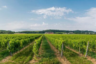 Vineyard tour with tasting of 4 wines on Garda Hills - The 4-wine tasting: bruschetta, cold cuts, cheeses, and local flavors