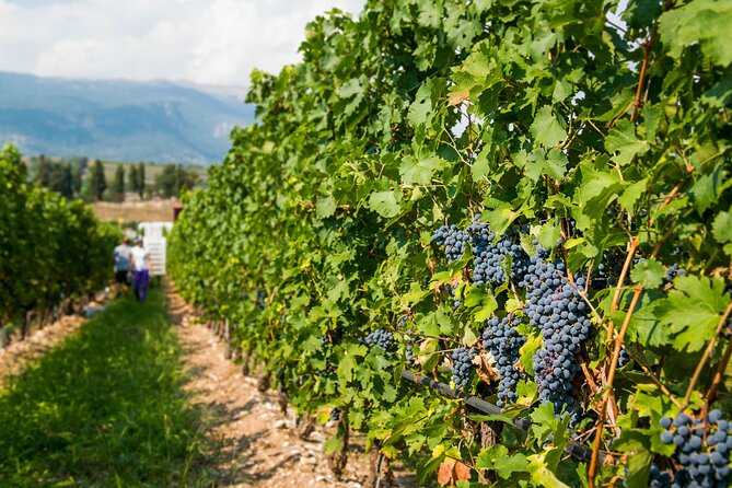 Vineyard tour with tasting of 4 wines on Garda Hills - Buying wine at the end: how to turn tasting notes into real purchases