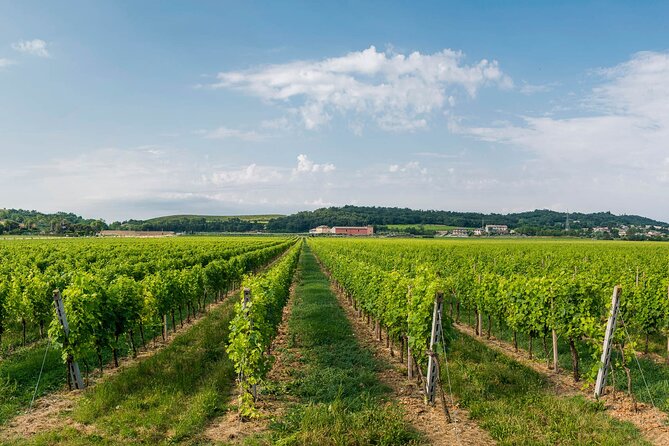 Vineyard tour with tasting of 4 wines on Garda Hills - The 4-wine tasting: bruschetta, cold cuts, cheeses, and local flavors