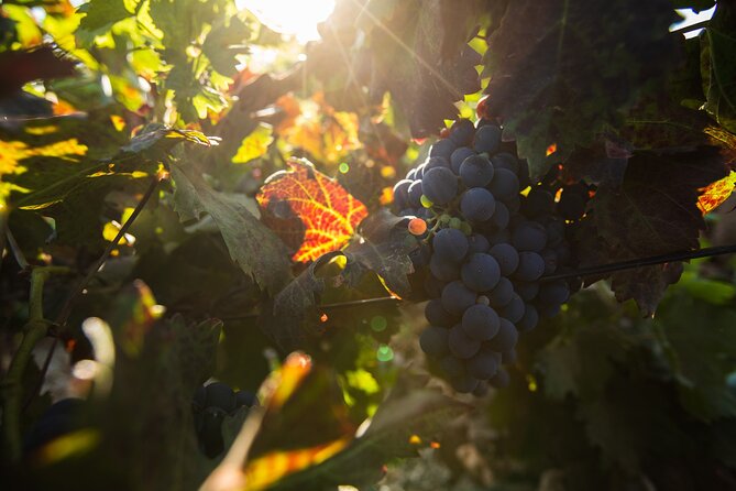 Vineyard tour with wine tasting and local products - Price and value: what $42.05 really buys you
