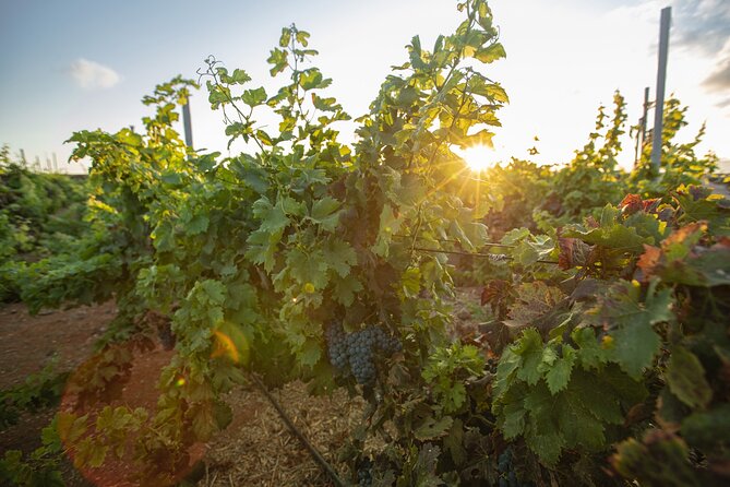 Vineyard tour with wine tasting and local products - Who should book this tour (and who might skip)