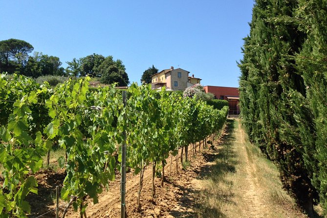 Vineyard visit with local appetisers and wine tasting - Price and value: what $62.48 gets you in real terms