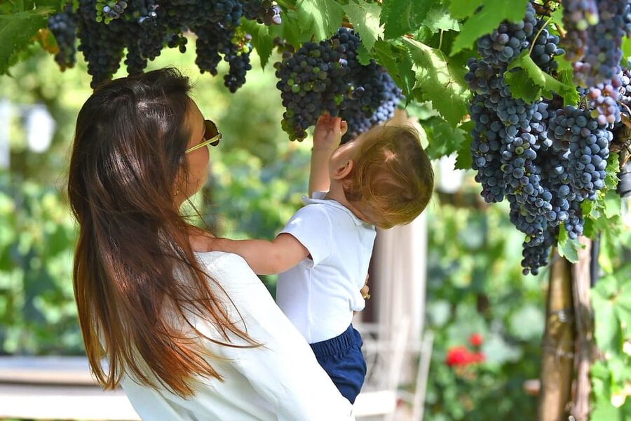 Vineyard Walk, Lunch or Dinner with Wine Tasting - Key takeaways before you go