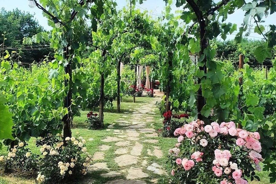 Vineyard Walk, Lunch or Dinner with Wine Tasting - Who this vineyard-walk-and-meal works best for
