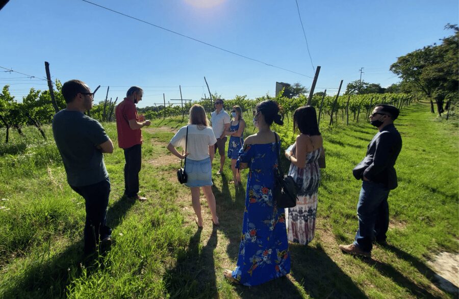 Vineyard Walk & Wine Tasting in the Berici Hills of Vicenza - The vineyard walk (about 10 minutes): terrarossa soil and vine care