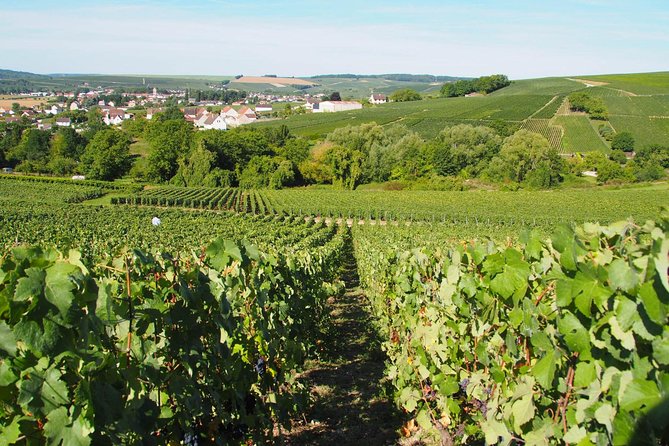 Vineyard Walking Tour & 5 Champagnes Tasting - Inside the Champagne-Making Lesson (The Video Part)
