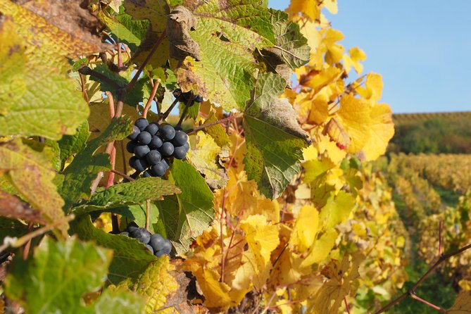 Vineyard Walking Tour & 5 Champagnes Tasting - Price and Value at About $46.30 per Person