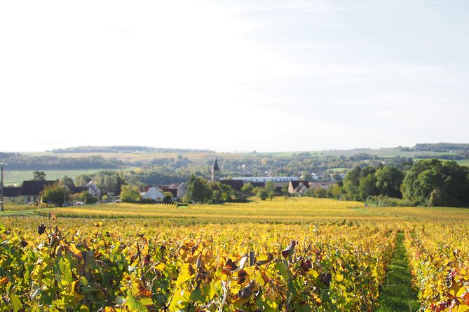 Vineyard Walking Tour & 5 Champagnes Tasting - Small-Group Size and a Calm Pace