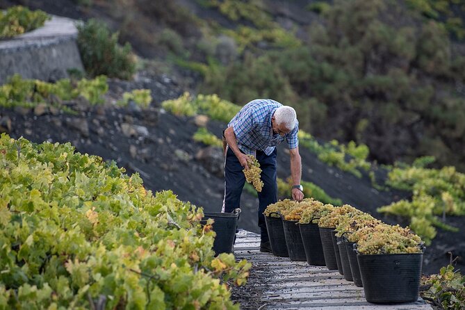 Visit Bodegas Teneguía winery in La Palma with wine Tasting - Group size and vibe: small, focused, and conversation-friendly