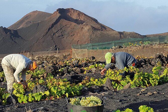 Visit Bodegas Teneguía winery in La Palma with wine Tasting - Inside the winery: reception, destemming, pressing, bottling