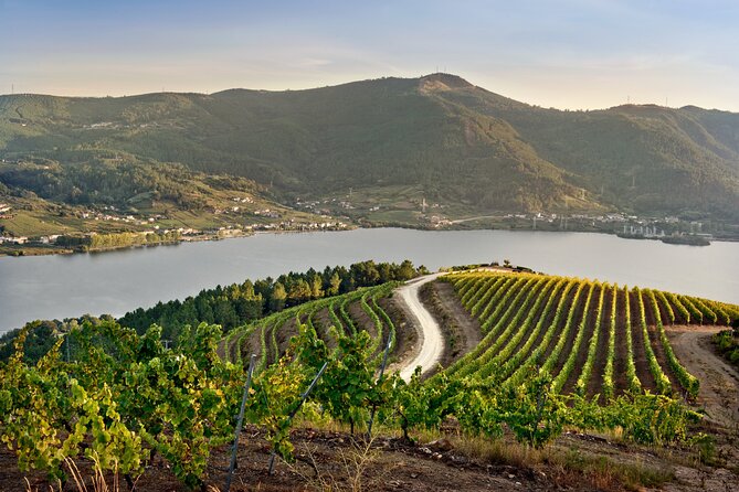 Visit Coastal Vineyard - Key Things You’ll Notice on This Viña Costeira Tour