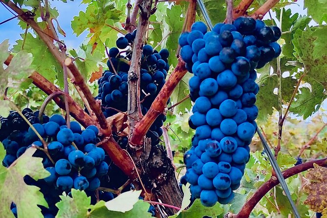 Visit Cuenca and a Vineyard in Spanish Tuscany from Madrid - A 9:00 a.m. Madrid start with a comfortable drive and a real sense of time