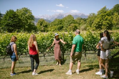 Visit of the vineyard on Mount Mezzocorona and tasting of 3 wines - Skywalk, Sky Views, and the Optional Tibetan Bridge