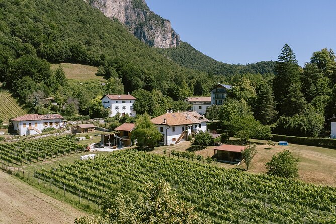 Visit of the vineyard on Mount Mezzocorona and tasting of 3 wines - The Vineyard Visit and Navarro: Why Mountain Sparkling Wine Feels Different