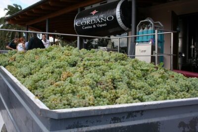 Visit the Marchesi de Cordano winery and taste its wines - Tasting Room Time: How to Get More Out of the “Some Wines” Moment