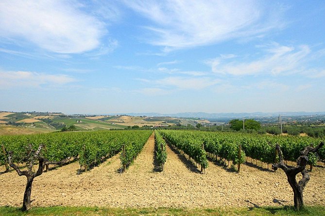 Visit the Marchesi de Cordano winery and taste its wines - How to Judge This Tour for Your Style