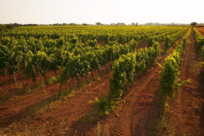 Visit to a Winery in Salento with Wine tasting and light lunch. From Lecce - Who Should Book This Salento Winery Tour from Lecce?
