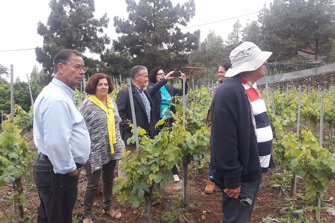 Visit to Arafo Mountain Vineyard and Organic Wine Tasting - Arafo’s mountain vineyard walk: what makes this tasting different