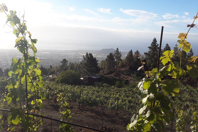 Visit to Arafo Mountain Vineyard and Organic Wine Tasting - Small-group English guiding: time for questions, not just sipping