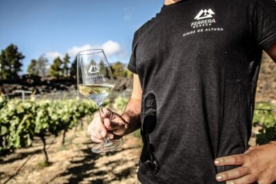 Visit to Arafo Mountain Vineyard and Organic Wine Tasting - The vineyard at nearly 1,000 meters: organic mountain viticulture in action