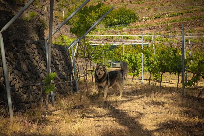 Visit to Arafo Mountain Vineyard and Organic Wine Tasting - Price and value: is $78.02 worth it?
