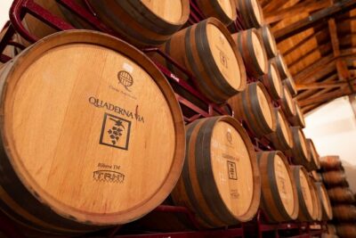 Visit to the Winery with Wine Tasting and Appetizers in Navarra - Wine Tasting That’s Built Around Organic Wines and Wine Games